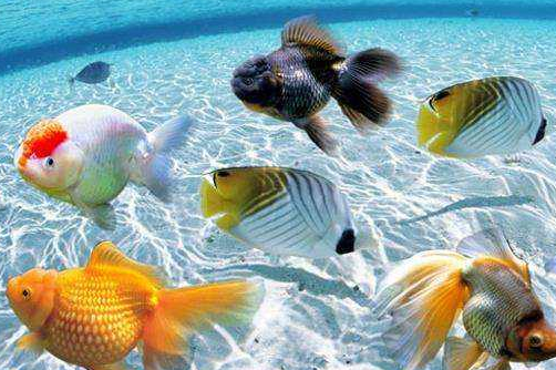 什么！碘伏消毒液還可以用來給魚消毒？【漓峰】